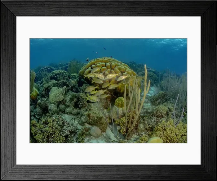 Framed Print : Vibrant underwater scene showcasing a school of French grunt or Haemulon flavolineatum swimming near coral formations