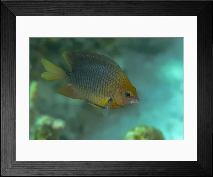 Framed Print : Golden-yellow damselfish swimming in the warm waters off Bonaire with a soft focus on coral reef in the background Framed Print : Golden-yellow damselfish swimming in the warm waters off Bonaire with a soft focus on coral reef in the background