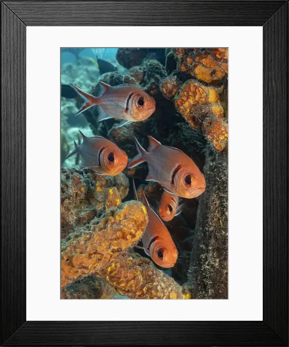 Framed Print : A captivating image showcasing Myripristis jacobus Framed Print : A captivating image showcasing Myripristis jacobus