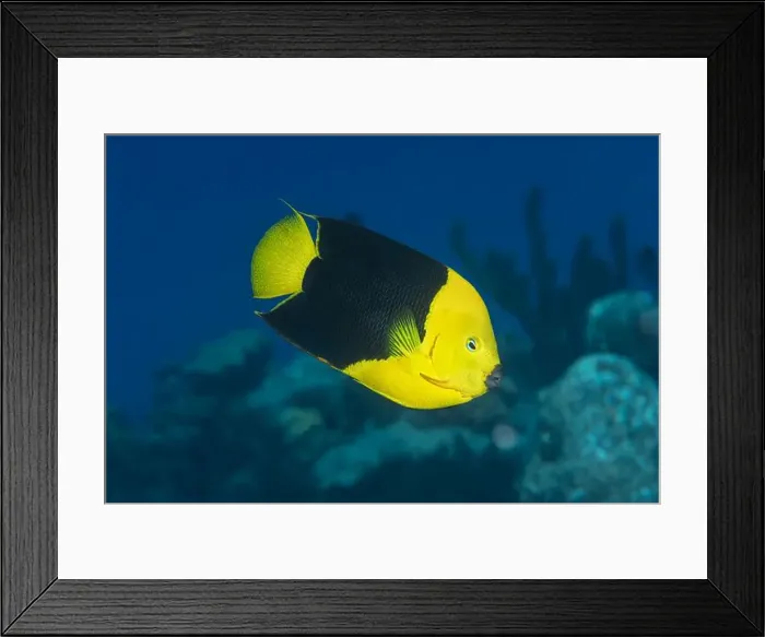 Framed Print : A stunning Rock beauty angelfish or Holacanthus tricolor swims gracefully near the coral reefs of Bonaire Framed Print : A stunning Rock beauty angelfish or Holacanthus tricolor swims gracefully near the coral reefs of Bonaire