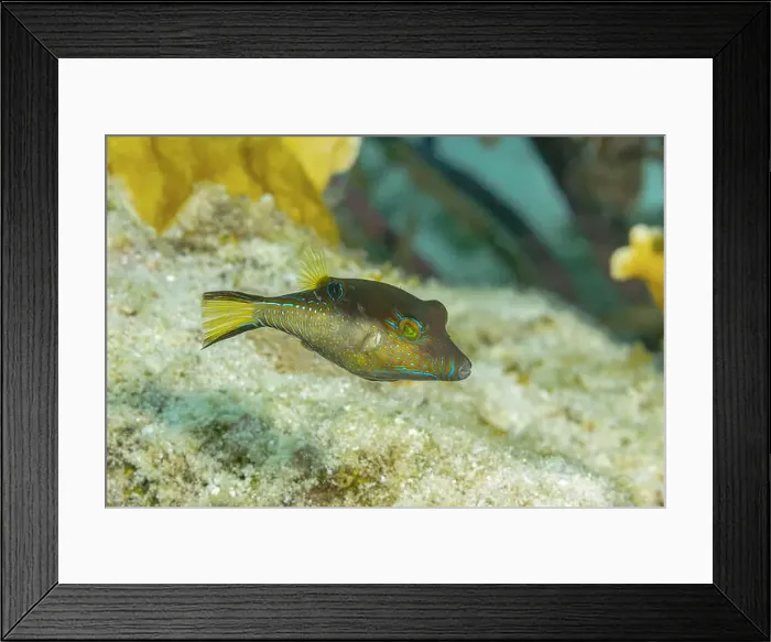 Framed Print : A vivid Canthigaster rostrata, also known as the Sharpnose Puffer Framed Print : A vivid Canthigaster rostrata, also known as the Sharpnose Puffer