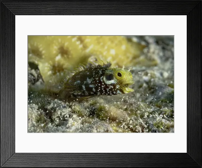 Framed Print : Close-up of a spinyhead blenny hiding among coral formations in the clear waters of Bonaire Framed Print : Close-up of a spinyhead blenny hiding among coral formations in the clear waters of Bonaire
