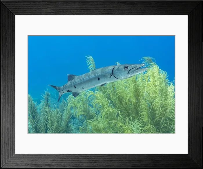 Framed Print : A solitary Sphyraena barracuda glides through the lush sea plumes of a Bonaire coral reef Framed Print : A solitary Sphyraena barracuda glides through the lush sea plumes of a Bonaire coral reef