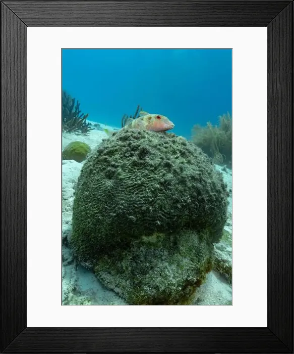 Framed Print : A Mullus surmuletus, rests on a coral-covered rock in the clear waters off Bonaire Framed Print : A Mullus surmuletus, rests on a coral-covered rock in the clear waters off Bonaire