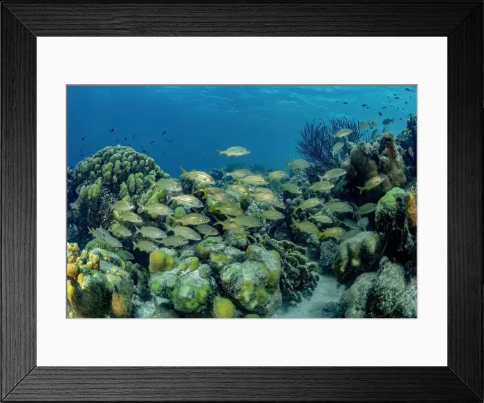 Framed Print : A vibrant underwater scene featuring a school of Haemulon flavolineatum or French grunt fish swimming gracefully over a Framed Print : A vibrant underwater scene featuring a school of Haemulon flavolineatum or French grunt fish swimming gracefully over a