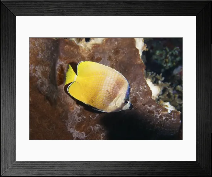 Framed Print : Yellow butterflyfish, Sunburst Butterflyfish (Chaetodon kleinii) Framed Print : Yellow butterflyfish, Sunburst Butterflyfish (Chaetodon kleinii)