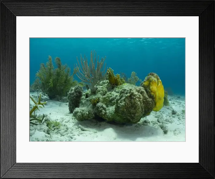 Framed Print : This underwater image showcases a diverse array of vibrant marine life and coral formations off the coast of Bonaire Framed Print : This underwater image showcases a diverse array of vibrant marine life and coral formations off the coast of Bonaire