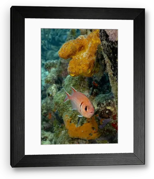 Framed Print : Myripristis jacobus, also known as the Blackbar soldierfish Framed Print : Myripristis jacobus, also known as the Blackbar soldierfish