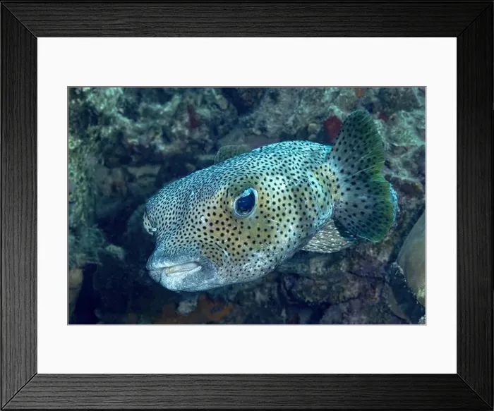 Framed Print : A detailed view of a spotted porcupinefish, Diodon hystrix, swimming in the natural coral reef habitat of Bonaire Framed Print : A detailed view of a spotted porcupinefish, Diodon hystrix, swimming in the natural coral reef habitat of Bonaire