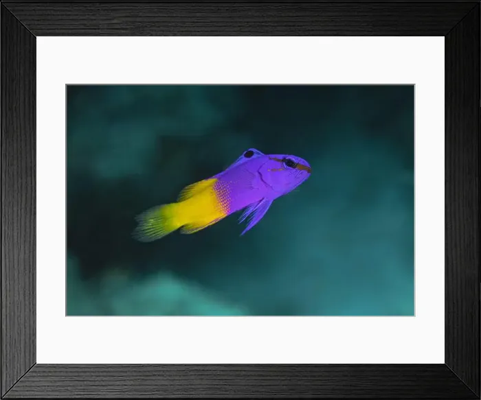 Framed Print : A brightly colored Gramma Loreto Framed Print : A brightly colored Gramma Loreto