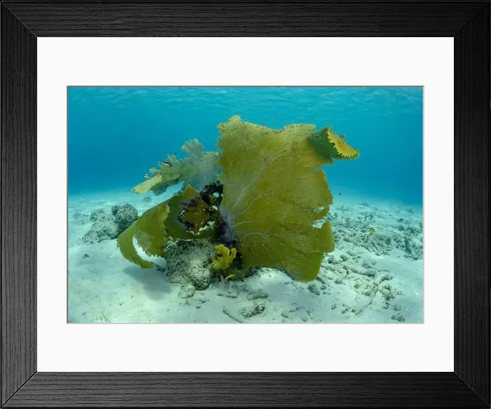 Framed Print : A colorful sea fan dominates the scenery in Bonaire's underwater landscape Framed Print : A colorful sea fan dominates the scenery in Bonaire's underwater landscape