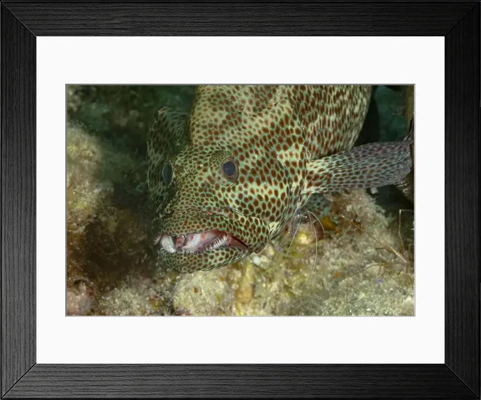 Framed Print : A vibrant, close-up image of a greasy grouper or Epinephelus tauvina Framed Print : A vibrant, close-up image of a greasy grouper or Epinephelus tauvina