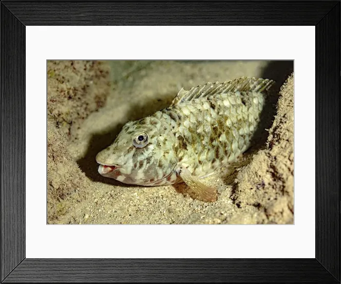 Framed Print : A close-up of a scrawled cowfish or Acanthostracion quadricornis nestled in the sandy seabed of Bonaire's marine Framed Print : A close-up of a scrawled cowfish or Acanthostracion quadricornis nestled in the sandy seabed of Bonaire's marine