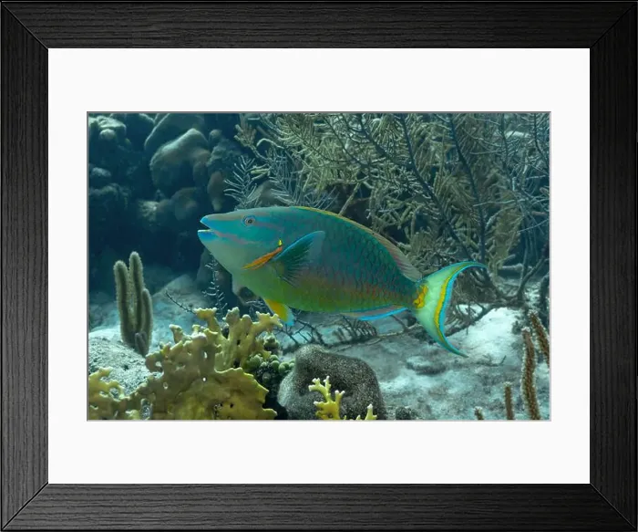 Framed Print : A vibrant Queen Parrotfish or Scarus vetula swims among coral reefs in the clear waters of Bonaire Framed Print : A vibrant Queen Parrotfish or Scarus vetula swims among coral reefs in the clear waters of Bonaire