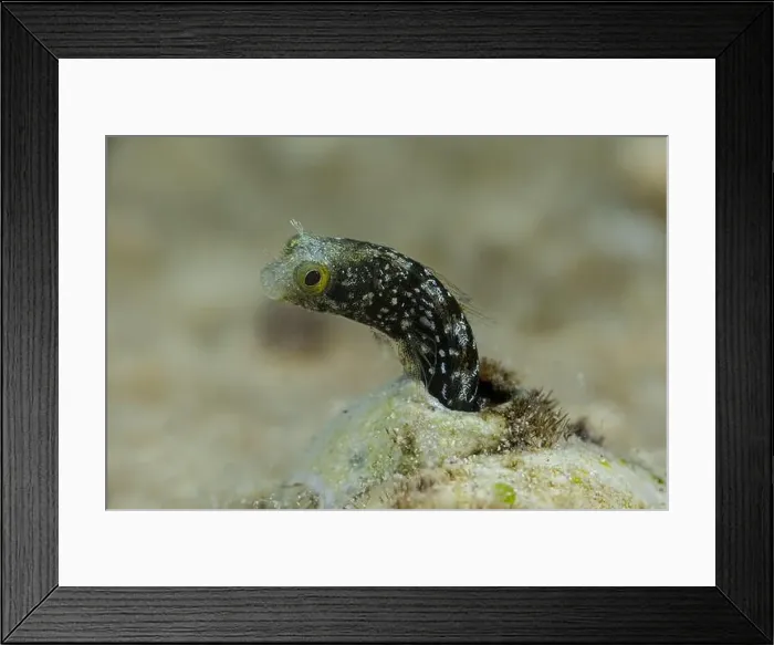 Framed Print : Macro shot of a camouflaged Acanthoblepharis spinosa partially emerging from a coral crevice in the clear waters of