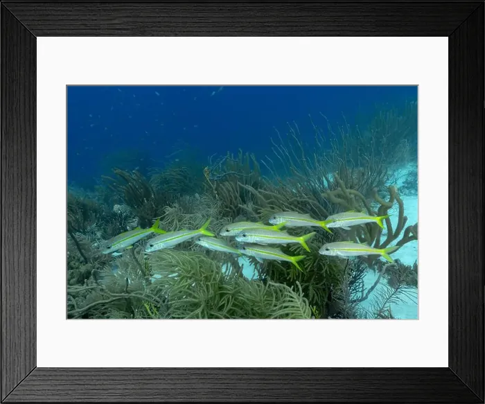 Framed Print : School of yellowfin goatfis or Mulloidichthys vanicolensis swimming above soft corals in the crystal-clear waters of Framed Print : School of yellowfin goatfis or Mulloidichthys vanicolensis swimming above soft corals in the crystal-clear waters of