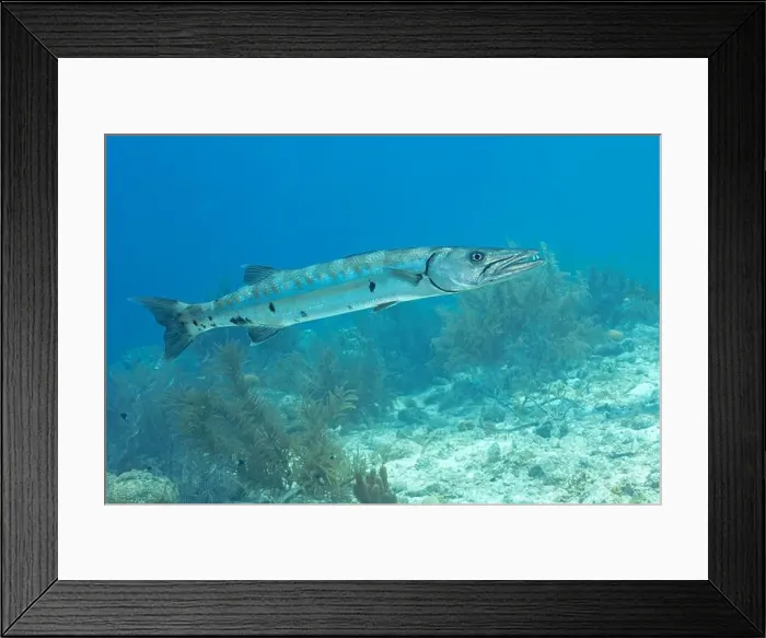 Framed Print : A Great Barracuda or Sphyraena barracuda navigates the serene underwater landscape of Bonaire Framed Print : A Great Barracuda or Sphyraena barracuda navigates the serene underwater landscape of Bonaire