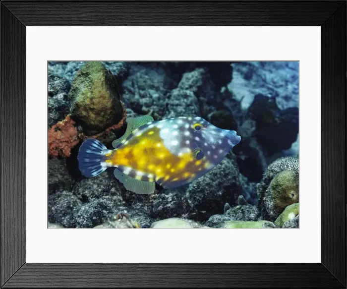 Framed Print : A vibrant Cantherhines macrocerus swims elegantly against a textured coral reef backdrop in the underwater paradise of Framed Print : A vibrant Cantherhines macrocerus swims elegantly against a textured coral reef backdrop in the underwater paradise of