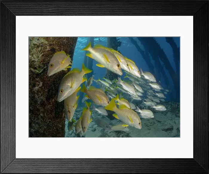 Framed Print : A tranquil underwater scene depicting a school of Lutjanus apodus Framed Print : A tranquil underwater scene depicting a school of Lutjanus apodus