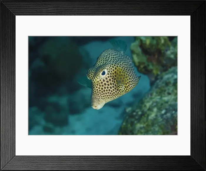 Framed Print : A spotted trunkfish or Lactophrys bicaudalis effortlessly swims near a coral reef in the clear waters of Bonaire Framed Print : A spotted trunkfish or Lactophrys bicaudalis effortlessly swims near a coral reef in the clear waters of Bonaire