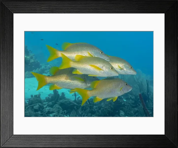 Framed Print : Vibrant Lutjanus aposus, also known asschoolmaster snapper Framed Print : Vibrant Lutjanus aposus, also known asschoolmaster snapper