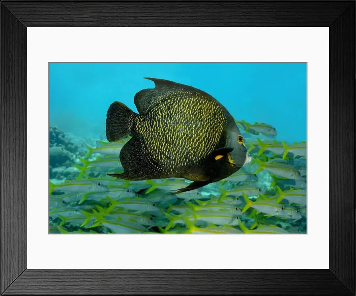Framed Print : A striking French Angelfish or Pomacanthus paru glides serenely past a dynamic school of Yellowtail Snapper or Ocyurus Framed Print : A striking French Angelfish or Pomacanthus paru glides serenely past a dynamic school of Yellowtail Snapper or Ocyurus