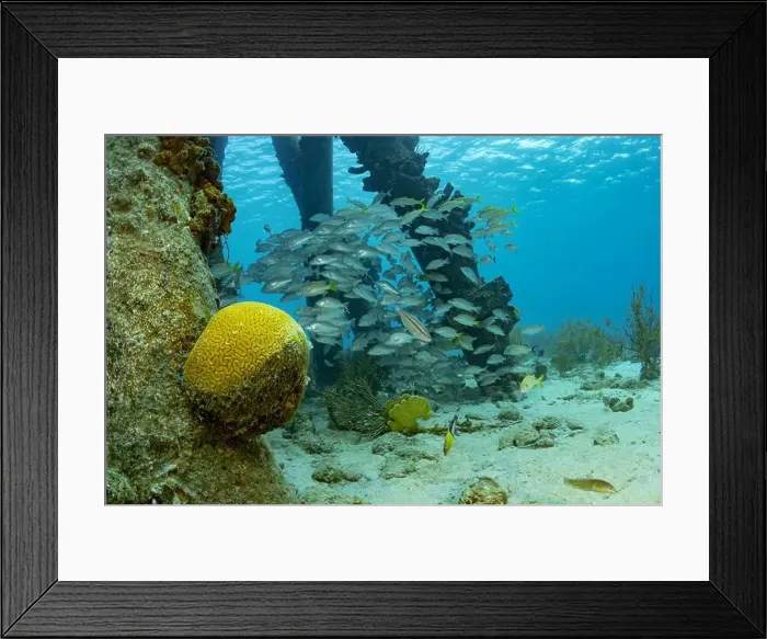 Framed Print : Underwater view of a school of Haemulon flavolineatum or French grunts swimming above coral in the clear blue waters Framed Print : Underwater view of a school of Haemulon flavolineatum or French grunts swimming above coral in the clear blue waters