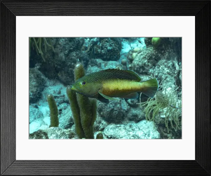 Framed Print : A vibrant Cephalopholis fulva showcasing its unique spotted pattern swims among the underwater coral reefs of Bonaire Framed Print : A vibrant Cephalopholis fulva showcasing its unique spotted pattern swims among the underwater coral reefs of Bonaire