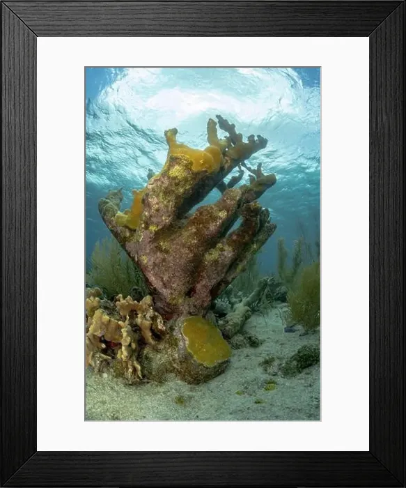 Framed Print : Coral formation with marine flora in the underwater landscape of Bonaire Framed Print : Coral formation with marine flora in the underwater landscape of Bonaire