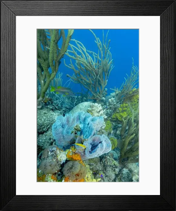 Framed Print : Bonaire's underwater world showcasing vibrant blue sponge amidst delicate coral formations with a Bicolor Damselfish or Framed Print : Bonaire's underwater world showcasing vibrant blue sponge amidst delicate coral formations with a Bicolor Damselfish or