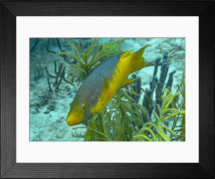 Framed Print : A vibrant Sparisoma viride, commonly known as the Stoplight parrotfish Framed Print : A vibrant Sparisoma viride, commonly known as the Stoplight parrotfish