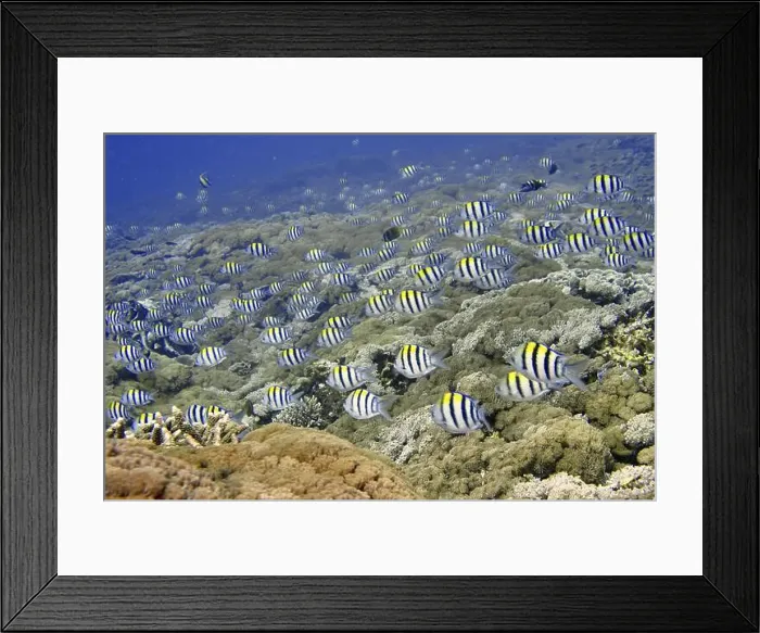 Framed Print : Large school of striped tropical fish Framed Print : Large school of striped tropical fish
