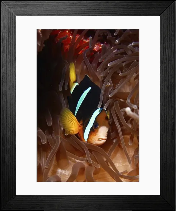 Framed Print : A clownfish, Clark's anemonefish (Amphiprion clarkii) Framed Print : A clownfish, Clark's anemonefish (Amphiprion clarkii)
