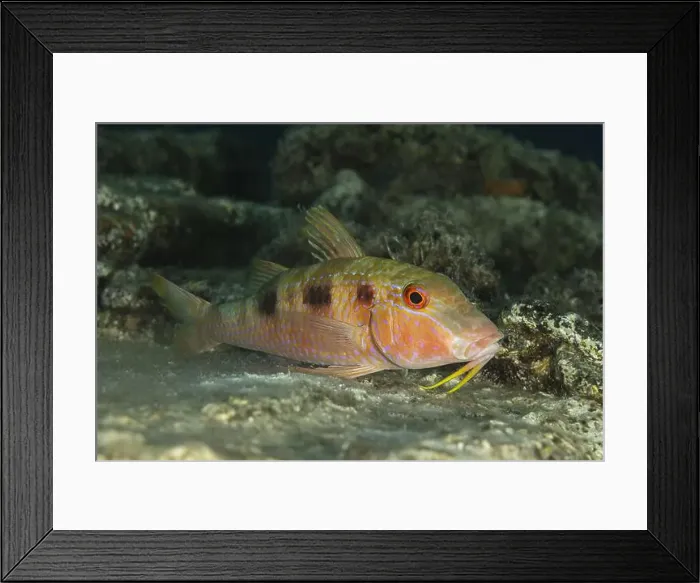 Framed Print : A vibrant Sparisoma viride or Stoplight parrotfish searches for food amongst the coral reefs of Bonaire Framed Print : A vibrant Sparisoma viride or Stoplight parrotfish searches for food amongst the coral reefs of Bonaire