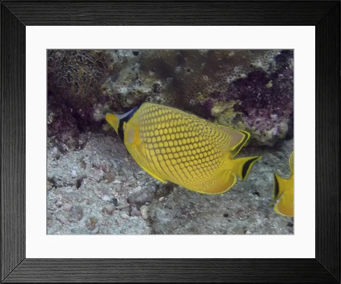 Framed Print : A bright yellow fish with a black pattern Framed Print : A bright yellow fish with a black pattern