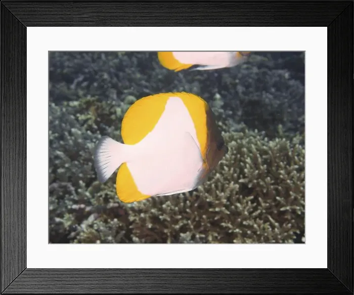 Framed Print : Close-up of a yellow-white fish Framed Print : Close-up of a yellow-white fish