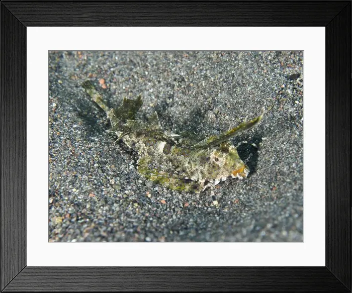 Framed Print : A finger lyrefish, giant lyrefish (Dactylopus dactylopus) Framed Print : A finger lyrefish, giant lyrefish (Dactylopus dactylopus)