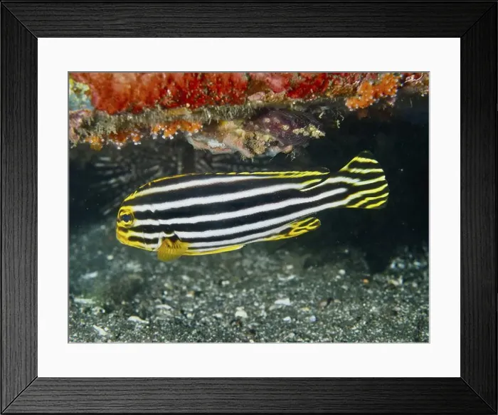 Framed Print : A striped fish, striped sweetlips (Plectorhinchus lessonii) Framed Print : A striped fish, striped sweetlips (Plectorhinchus lessonii)