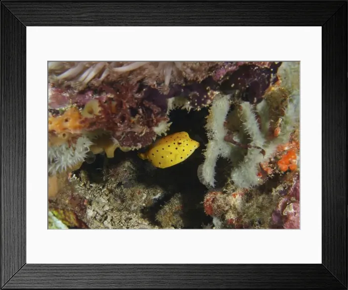Framed Print : Spotted yellow boxfish, yellow boxfish (Ostracion cubicus) juvenile Framed Print : Spotted yellow boxfish, yellow boxfish (Ostracion cubicus) juvenile