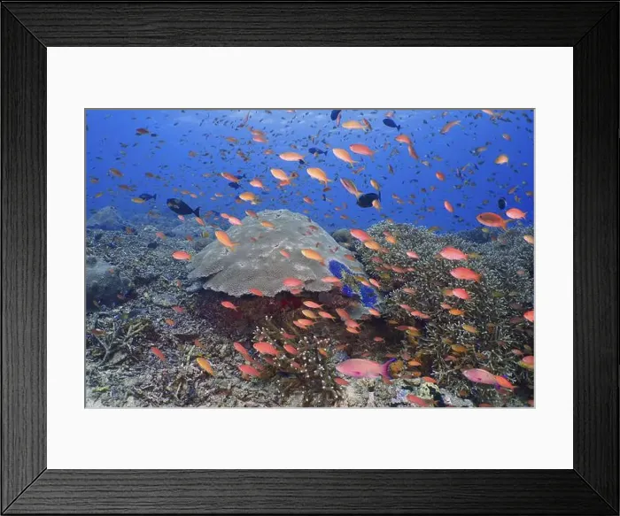 Framed Print : Lively underwater school of jewelled bannerfish (Pseudanthias squamipinnis) in front of a large coral reef in the sea Framed Print : Lively underwater school of jewelled bannerfish (Pseudanthias squamipinnis) in front of a large coral reef in the sea