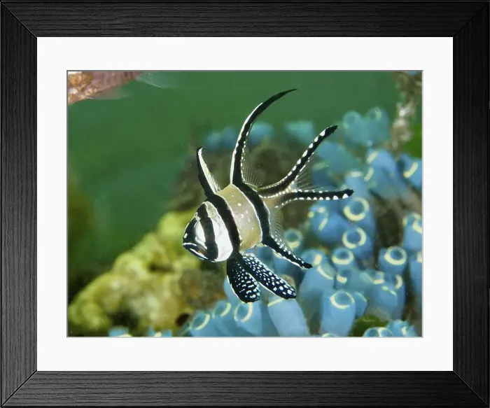 Framed Print : A cardinalfish with a striped fin Framed Print : A cardinalfish with a striped fin
