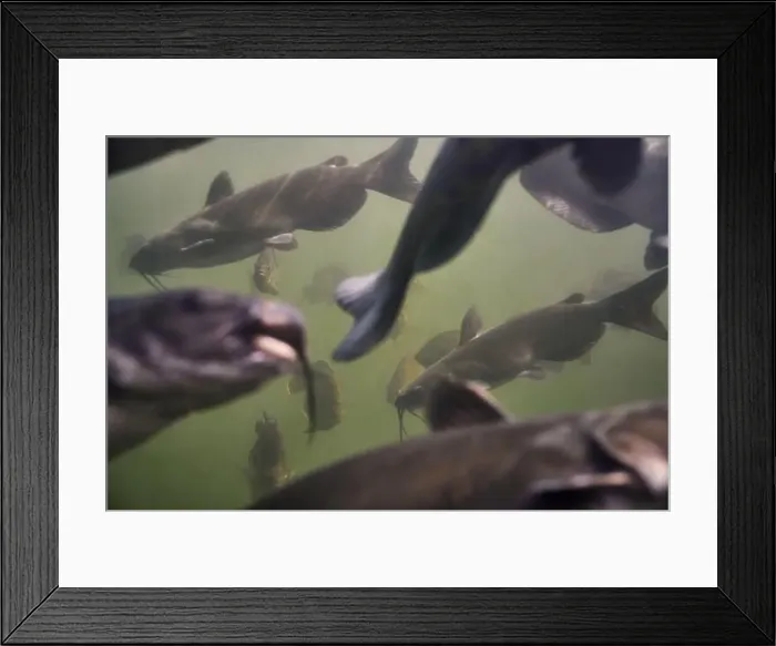 Framed Print : Catfish fish in large tank Framed Print : Catfish fish in large tank