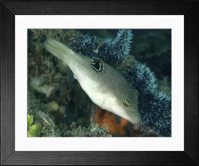 Framed Print : A pufferfish, Eye-spotted Pufferfish (Canthigaster solandri) Framed Print : A pufferfish, Eye-spotted Pufferfish (Canthigaster solandri)