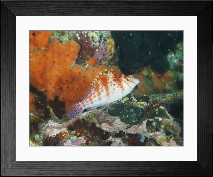 Framed Print : Dwarf Hawkfish (Cirrhitichthys falco) in a coral reef with bright colours Framed Print : Dwarf Hawkfish (Cirrhitichthys falco) in a coral reef with bright colours