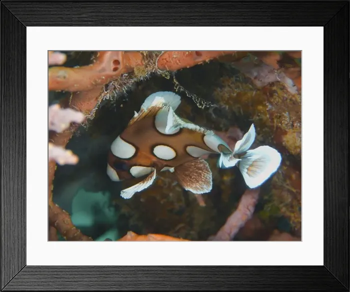 Framed Print : Spotted tropical fish, harlequin sweetlips (Plectorhinchus chaetodonoides) juvenile Framed Print : Spotted tropical fish, harlequin sweetlips (Plectorhinchus chaetodonoides) juvenile