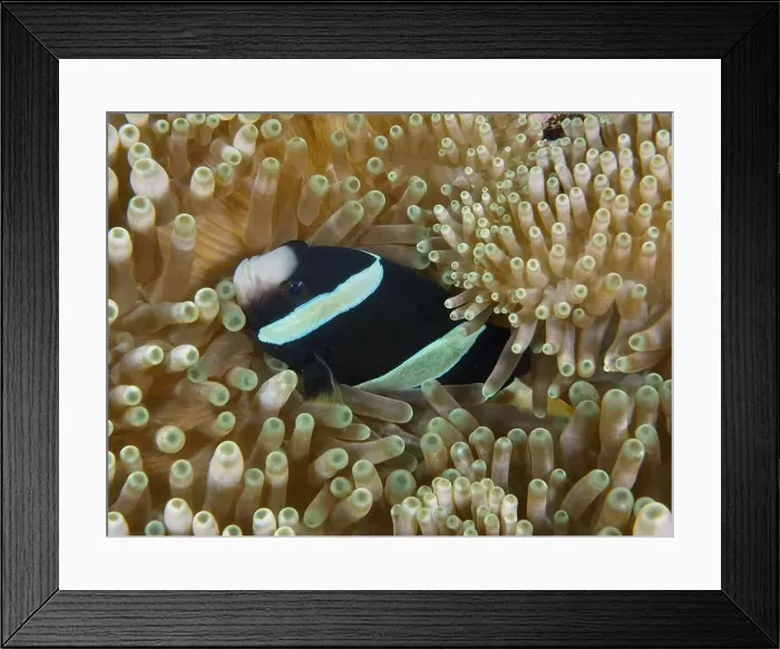 Framed Print : Black and white anemonefish, Clark's anemonefish (Amphiprion clarkii) melanistic Framed Print : Black and white anemonefish, Clark's anemonefish (Amphiprion clarkii) melanistic