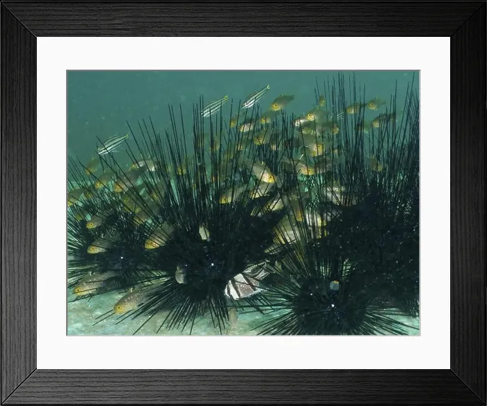 Framed Print : A group of bannerfin cardinalfish (Ostorhinchus hoevenii) Framed Print : A group of bannerfin cardinalfish (Ostorhinchus hoevenii)