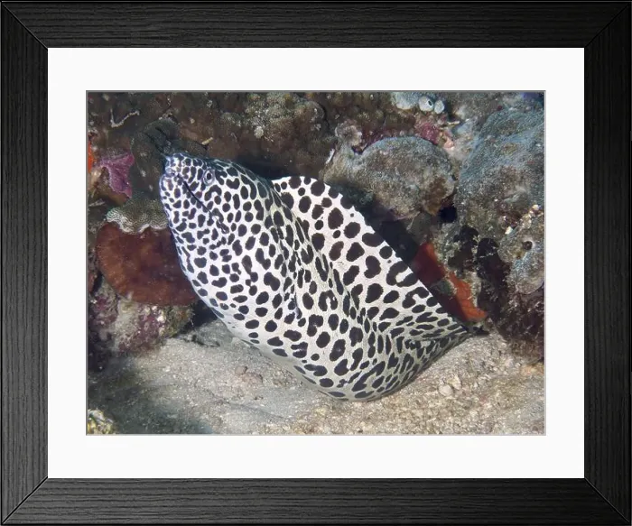 Framed Print : Close-up view of a large net moray eel (Gymnothorax favagineus) next to a coral reef