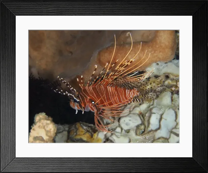 Framed Print : Spiny lionfish with stripes, antenna lionfish (Pterois antennata) Framed Print : Spiny lionfish with stripes, antenna lionfish (Pterois antennata)
