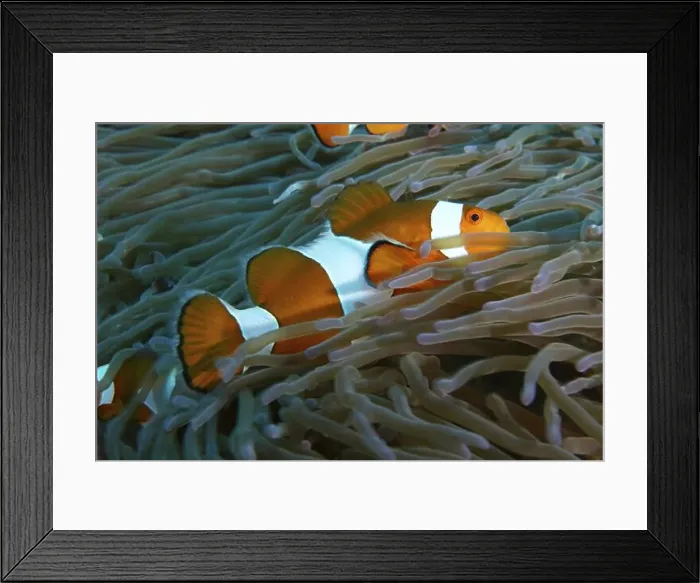 Framed Print : An Ocellaris Clownfish (Amphiprion ocellaris) between the tentacles of a sea anemone Framed Print : An Ocellaris Clownfish (Amphiprion ocellaris) between the tentacles of a sea anemone